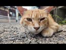 道端でくつろぐチャトラ猫さんをナデナデ□