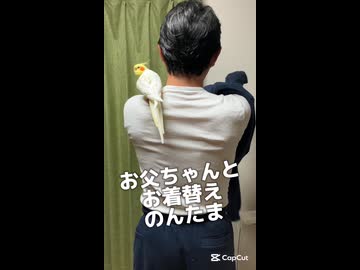 密着！一緒にお父ちゃんの着替えを監視するオカメインコの全貌