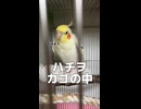 【朝の挨拶】オカメインコのハチヲ飼い主の指を拒絶して店じまいｗ