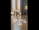 オカメインコのモモヒキ隊、お父ちゃん目指して全員集合！