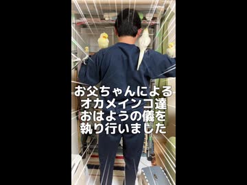 お父ちゃんによるオカメインコ達おはようの儀を執り行いました