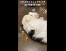 (再うp)ゴロゴロにゃんこモモです(2025年1月14日)