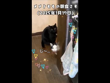(再うp)メメとモモの朝食です(2025年1月17日)