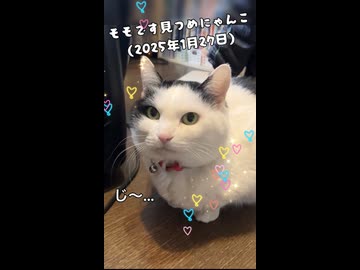 (再うp)モモです見つめにゃんこ(2025年1月27日)