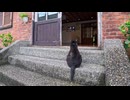 【台湾 猫村】「朝ごはんまだ!?」観光案内所に猛アピールする猫が可愛すぎたwww
