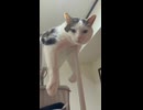 いぬかきの練習をした