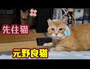 先住猫に謝りたい様ですが…【元野良猫】