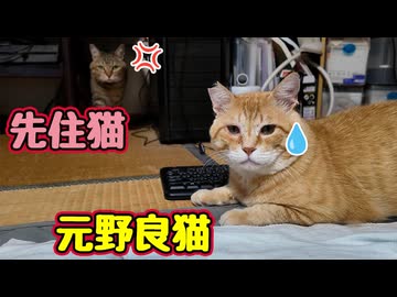 先住猫に謝りたい様ですが…【元野良猫】