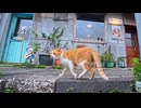 【台湾猫村】カフェの客引き担当は猫!? エース猫の営業力が凄すぎるｗ