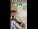 「おやつ無いなら帰る！」拗ねたフクロモモンガを引き止めた結果が面白すぎた  #おつモモンガ  #shorts