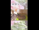 【うさぎ 13歳】急性胃拡張