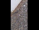 あまり動かないトカゲのショート動画2026 7 13