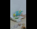 食べるインコ　餌(豆苗)　ショート動画2026 7 13