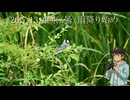 【野鳥Vlog】シジュウカラ、トンボ、オナガ、ツバメ。2026.7.13雨の日の風景【Nikon D5600】