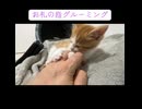 巣立ち間際に御礼する子猫