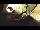 いのちのずかん / SHOE -(Cover) 尸