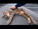 【台湾 猫村】坂道で寝てた猫が足元にスリスリ！可愛さが反則級だったｗ