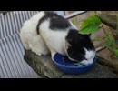 夕ご飯を食べる青島の猫のボス