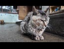 早朝の神社です出会った猫さん