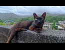 【台湾 猫村】駅を出た瞬間、猫たちのお出迎えが尊すぎたwww