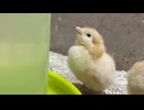 上を向いてゴクゴク飲むひよこ