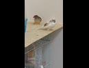 ジュウシマツの水浴び　近くにキンカチョウ　ショート動画2026 7 14
