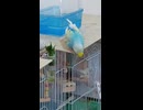 下を向いて？動きが少ないインコのショート動画2026 7 14