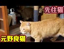 とことん避けられる【元野良猫】
