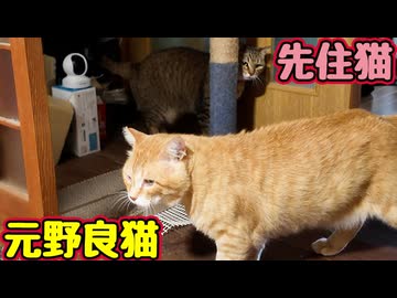 とことん避けられる【元野良猫】