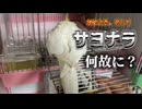 お父ちゃんラブ！健気すぎるオカメインコはちのハシゴ登りチャレンジ