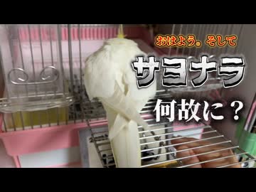 お父ちゃんラブ！健気すぎるオカメインコはちのハシゴ登りチャレンジ