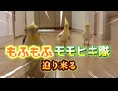 迫り来る‼️もふもふ❤️オカメインコのモモヒキ隊、侵略開始！？