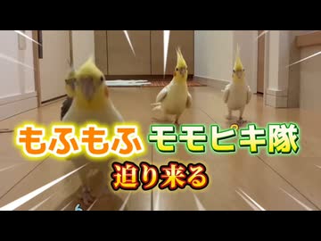 迫り来る‼️もふもふ❤️オカメインコのモモヒキ隊、侵略開始！？