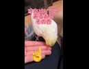 【密着】「カキカキせよ！」絶対に手乗りしないオカメインコとの執念の攻防戦ｗ