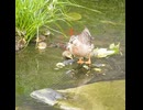 母カモが足を滑らせ翼でバランスを取る瞬間