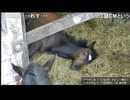 【リアダビ切り抜き】（仔馬頭越し視点）遊びたくてじっと見続けるまーぼーと、寝続けるマリシュ【シュシュブリーズ2026】