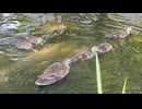 かわしまVlogショート編  2026/5/30江川せせらぎ遊歩道カモlog