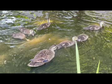 かわしまVlogショート編  2026/5/30江川せせらぎ遊歩道カモlog