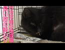 行方不明の地域猫、長い旅の終わりにたどり着く