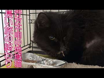 行方不明の地域猫、長い旅の終わりにたどり着く