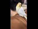 オカメインコのピーすけ！飼い始めました！
