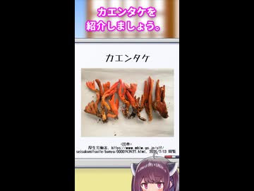 東北きりたんと手短に学ぶ毒キノコ解説：カエンタケ