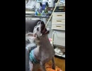 うどん1本でダボハゼの如く釣れるイッヌ