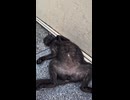 黒猫ちゃんリラックスし過ぎだろ