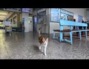 【台湾 猫村】駅のベンチで列車待ち→猫駅員さんがお迎えに来てくれた件ｗ