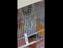 鳥籠の中で毛繕いするキンカチョウのショート動画2026 7 15