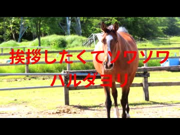 挨拶したいハルダヨリ