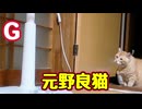 【元野良猫】vs【G】