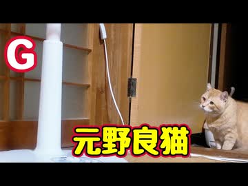 【元野良猫】vs【G】