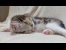 ソファーの上で寝ている子猫